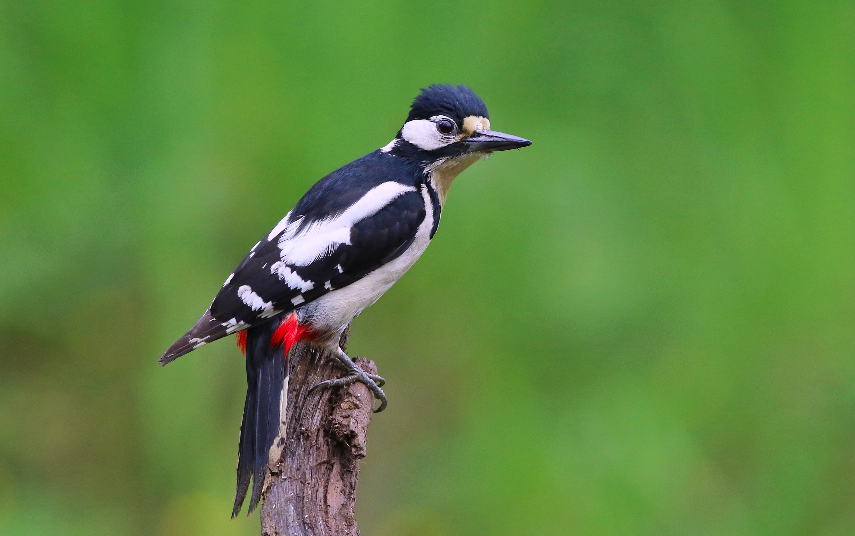 Great Spotted Woodpecker